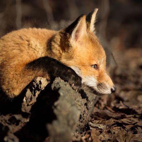/img/galleries/wildlife/20250418-bombay_hook-11136-Edit-2.jpg